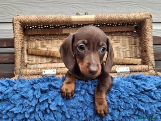 Miniature Dachshund dogs - Advert 33