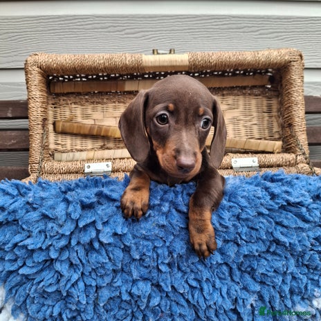 Miniature Dachshund dogs - Advert 3