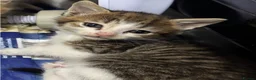 Mixed Breed cats for sale: Kittens  in Wolverhampton - Advert 4