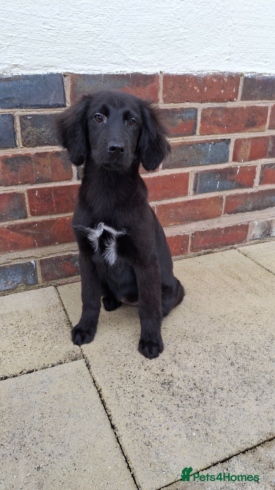 Mixed Breed dogs Health tested Flatcoat x golden retriever puppies. - Advert 1