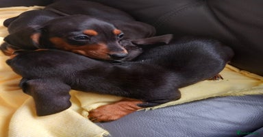 Dachshund dogs - Advert 3