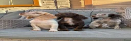 Cocker Spaniel dogs for sale: 3 cocker spaniels (council licensed breeders) - Advert 7