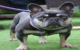 French Bulldog dogs for sale: Malee the French Bulldog - Image 4