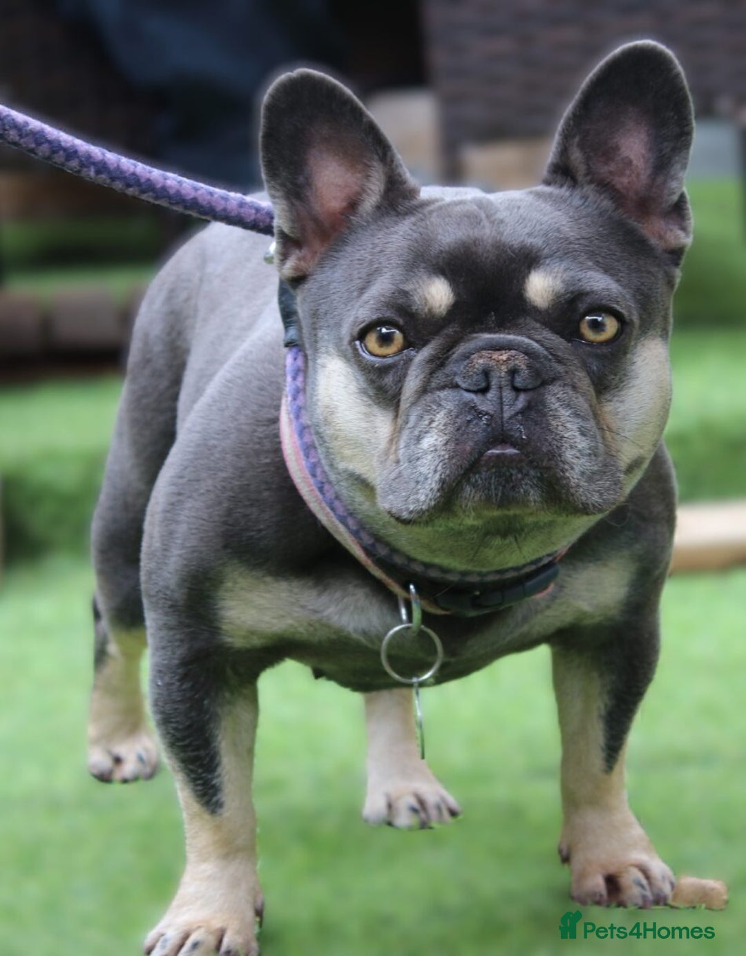 French Bulldog dogs for sale: Malee the French Bulldog - Image 4