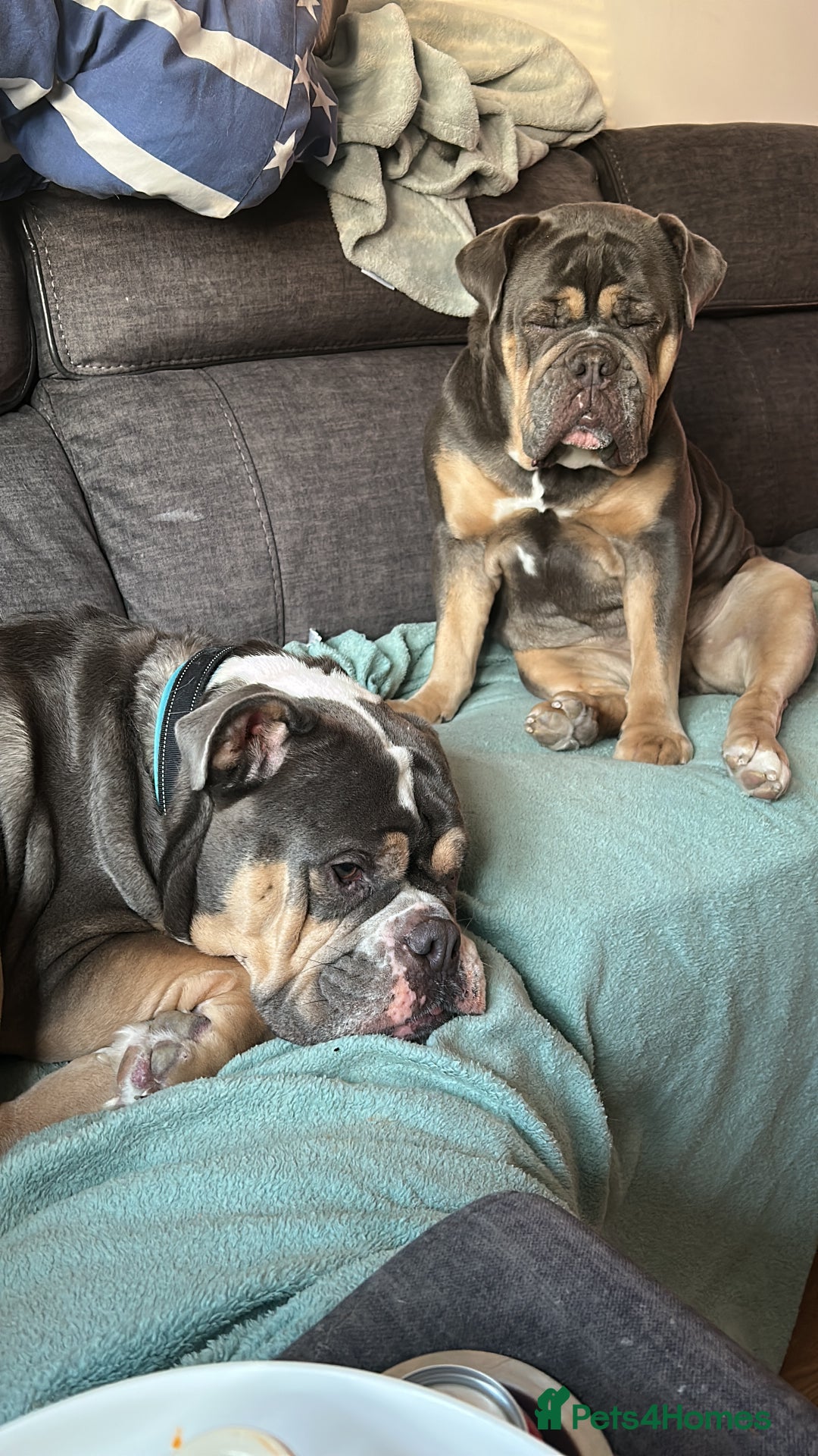 Mixed Breed dogs for sale: Bulldog x Neo Mastiffs  - Image 3