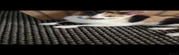 Mixed Breed cats for sale: Mother & daughter, want to go together. - Advert 3