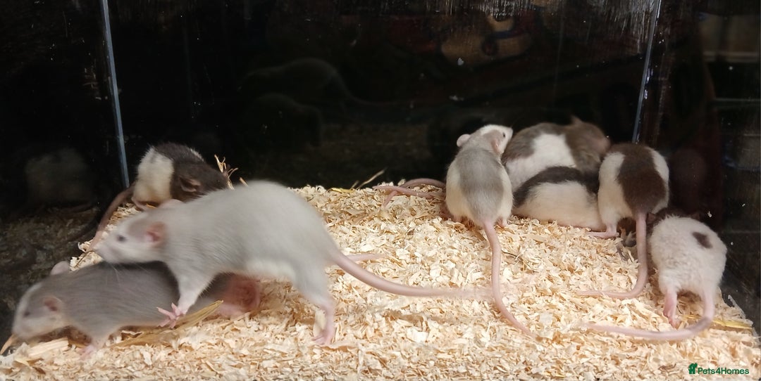 Rat rodents for sale: Baby Dumbo Rats Males and Females - Advert 10