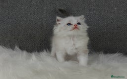 Ragdoll cats for sale: Best Ragdoll Kittens Regional Winner - Image 14