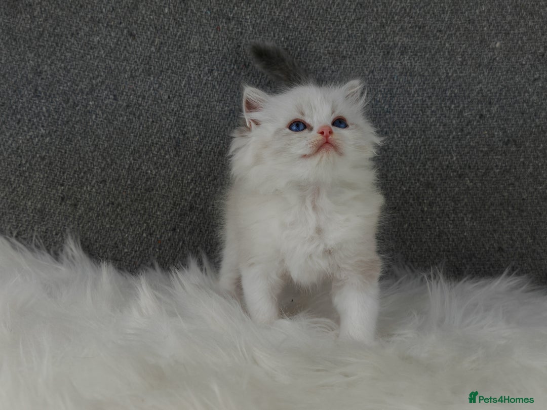 Ragdoll cats for sale: Best Ragdoll Kittens Regional Winner - Image 14