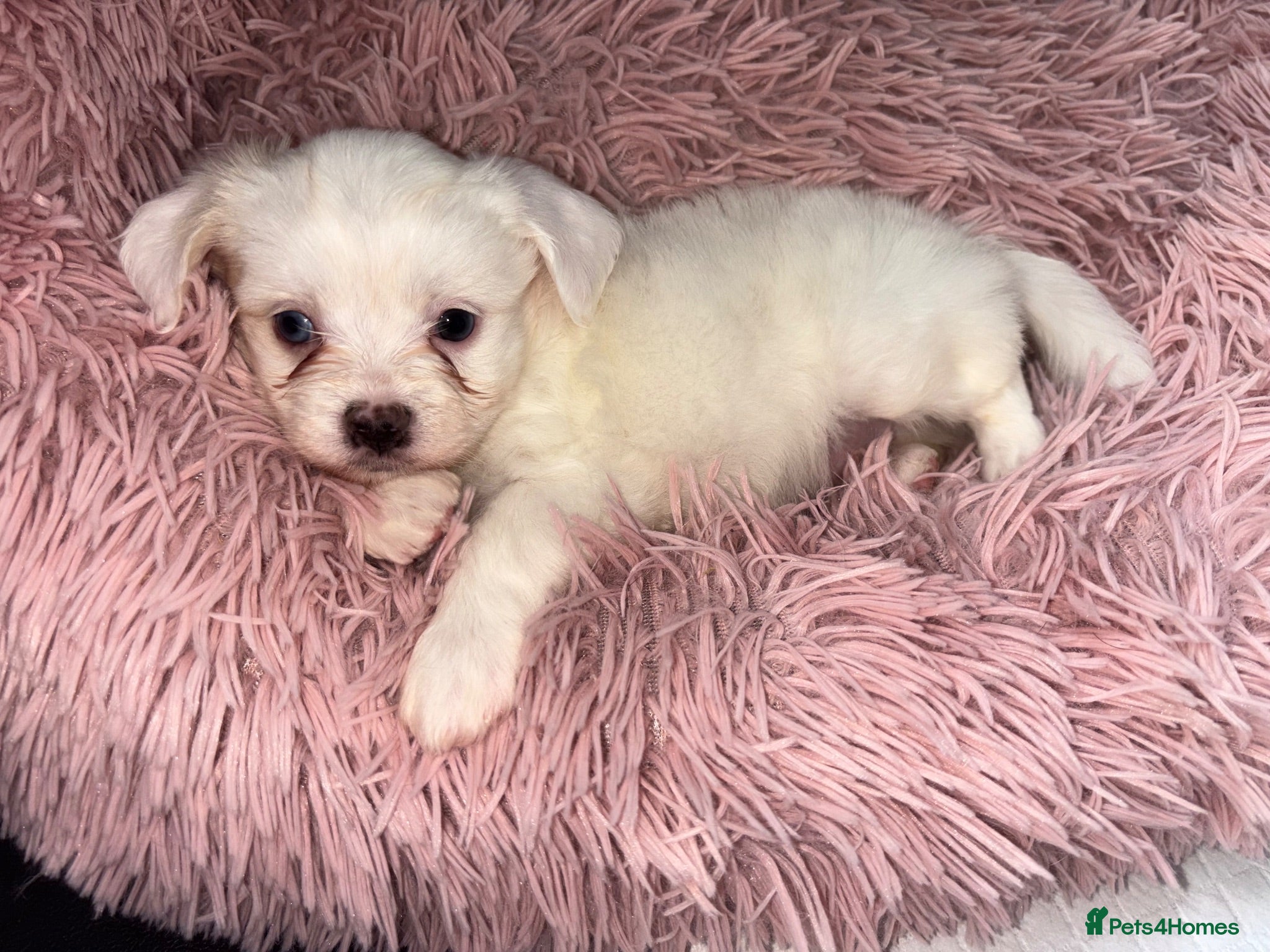 Mixed Breed dogs Tiny Malchi puppies - Advert 1