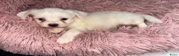 Mixed Breed dogs for sale: Tiny Malchi puppies - Advert 3