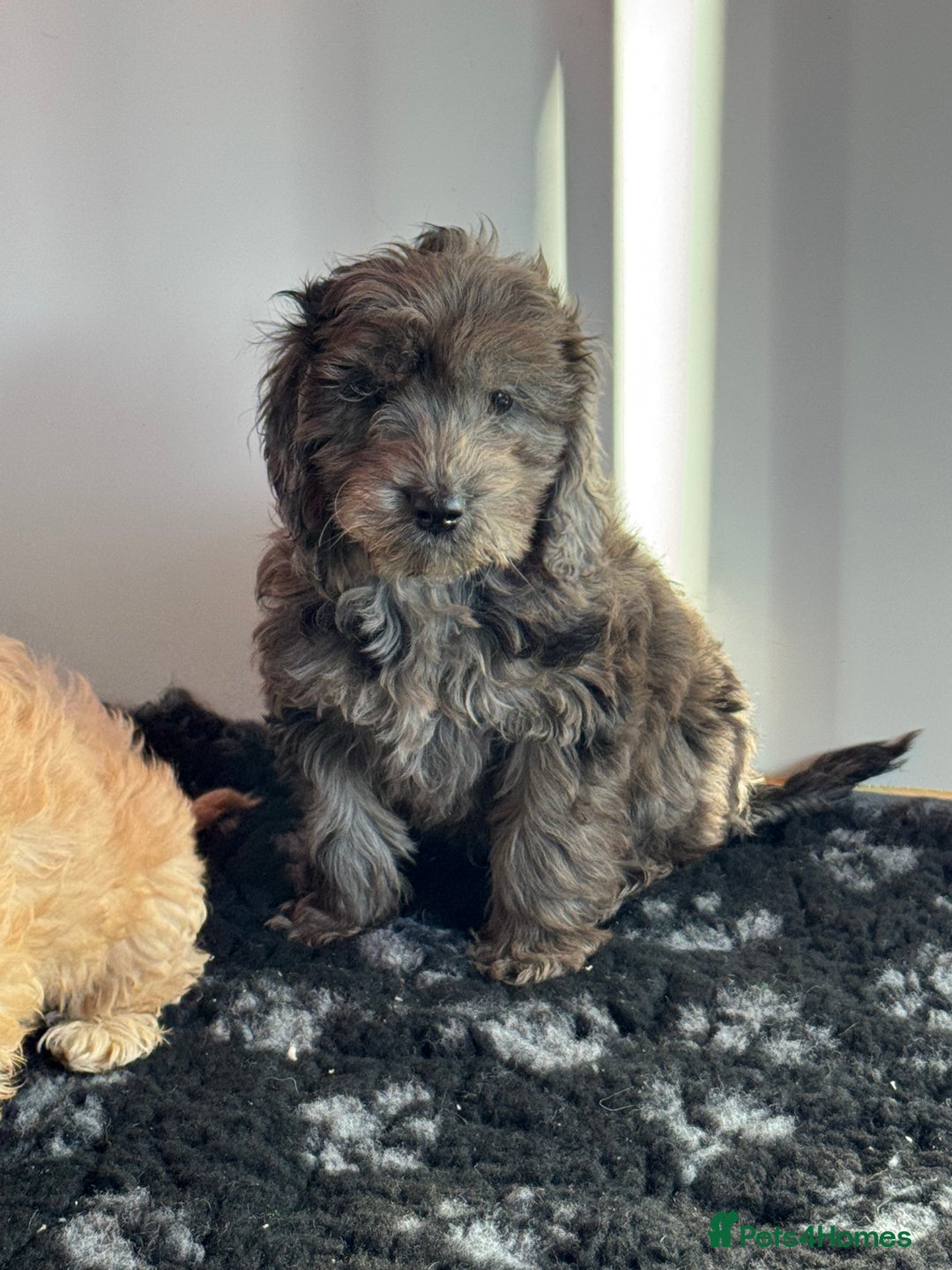 Cockapoo dogs for sale: Cockapoo Puppies (Licensed Breeder)  - Advert 10