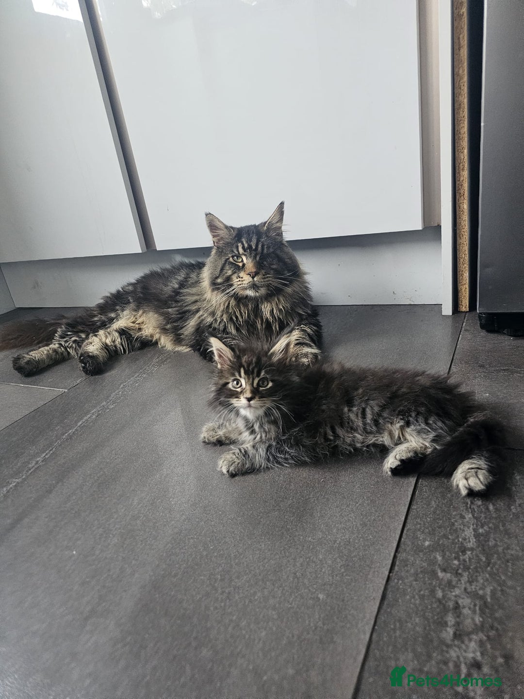 Maine Coon cats for sale: MAINE COON KITTENS - Advert 4