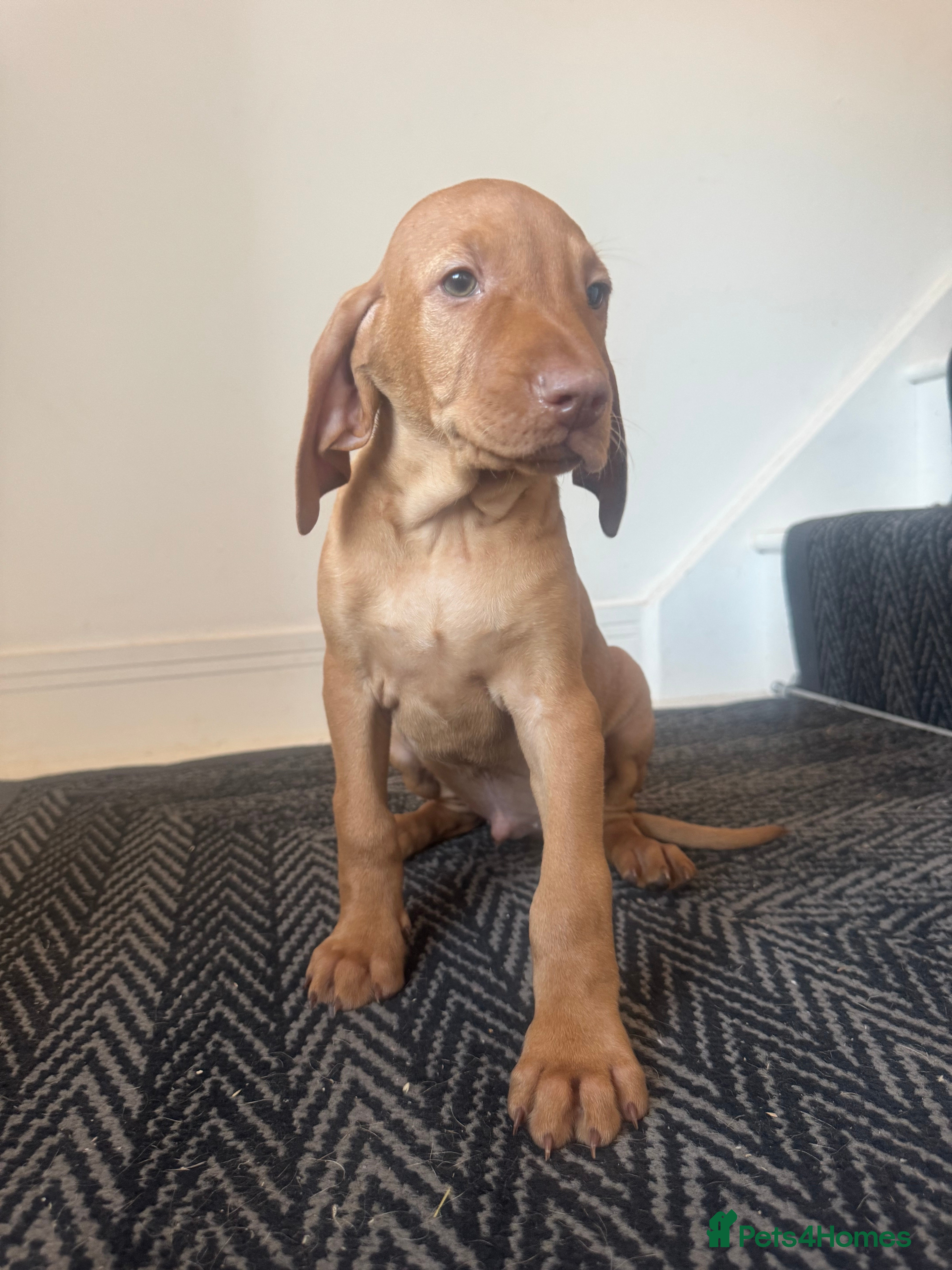 Hungarian Vizsla dogs KC Vizsla Puppies for Licensed breeder - Advert 2