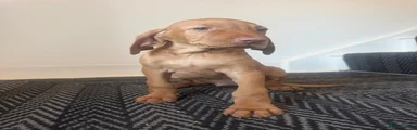 Hungarian Vizsla 5