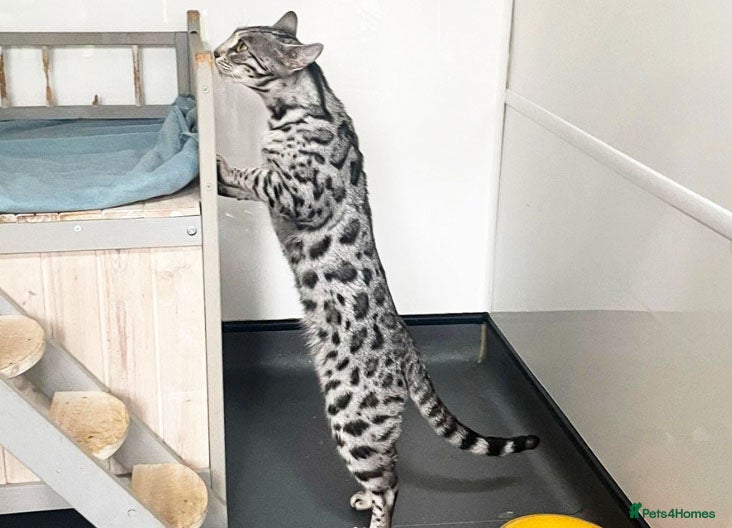 Bengal cats Outstanding Silver rosetted spotted Bengal Lady - Advert 11