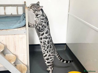 Bengal cats Outstanding Silver rosetted spotted Bengal Lady - Advert 1