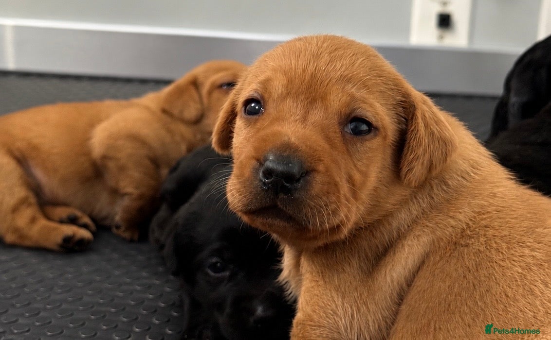 Labrador Retriever dogs KC Labradors, Black & Fox Red  - Advert 2