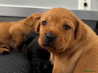 Labrador Retriever dogs Fully Health tested parents, KC, Black & Fox Red - Advert 1
