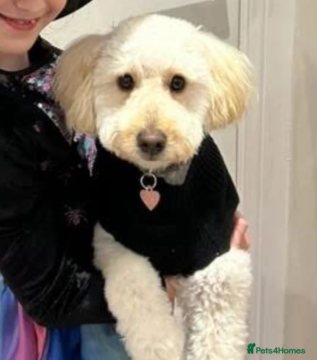 Bordoodle dogs for sale: F1b Bordoodle, DNA testing,full refund guarantee  - Advert 15