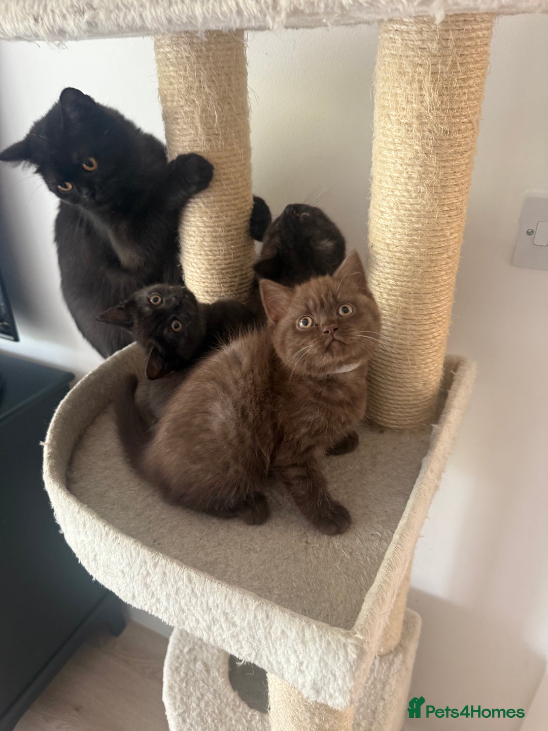 British Shorthair cats for sale: British rainbow shorthair kittens - Image 24
