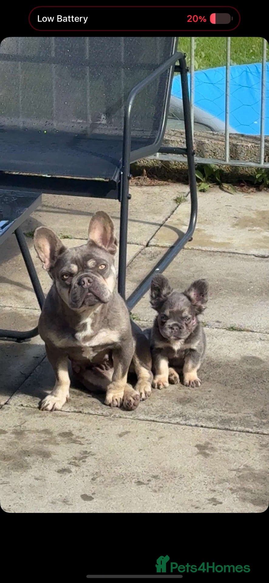 French Bulldog dogs French bulldog pups available - Advert 2