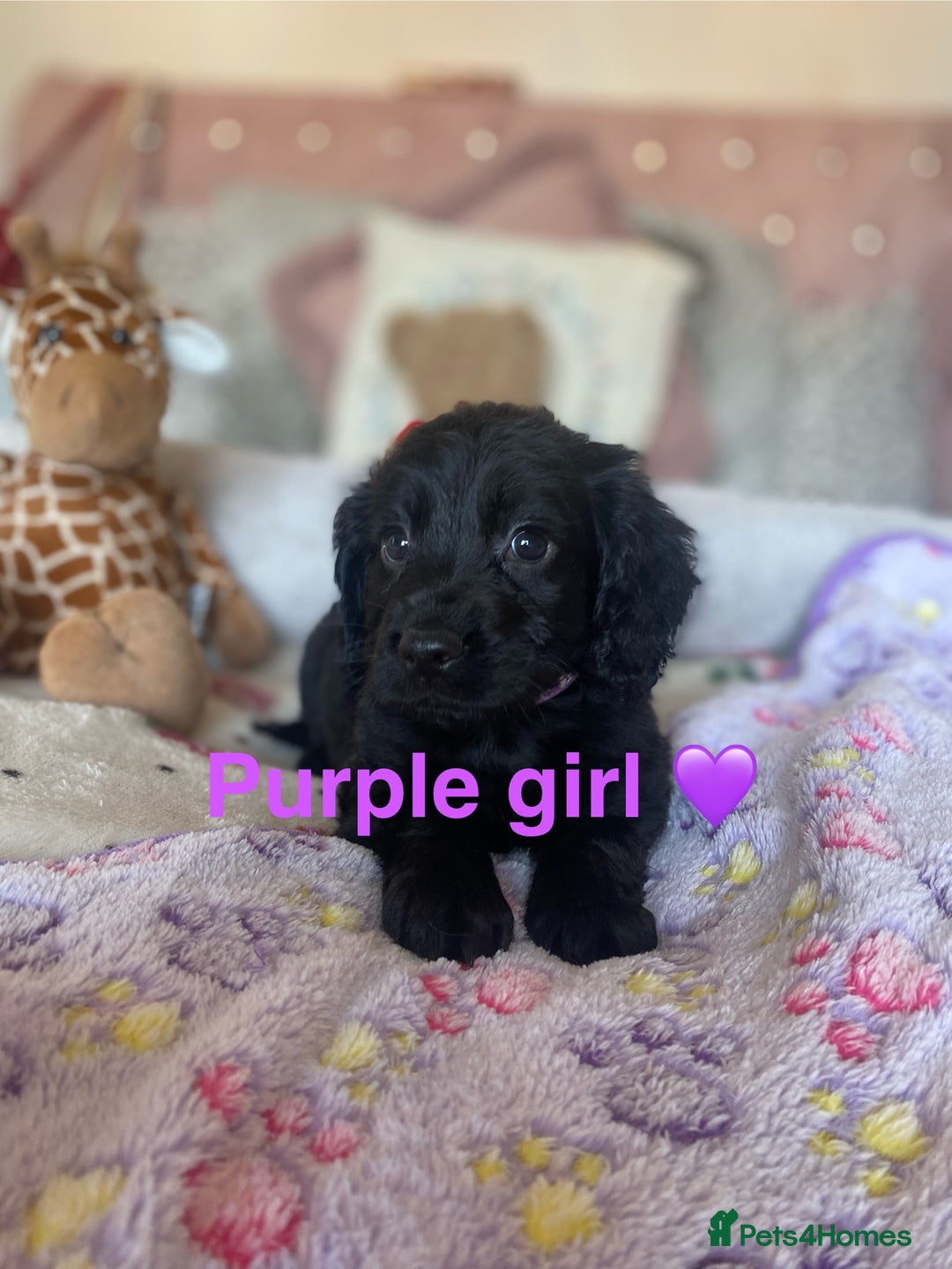 Cockapoo dogs for sale: Cockapoo puppies 💜 - Advert 3