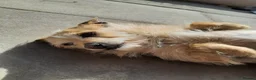 Jack Chi dogs for sale: Jack chi female Honey - Advert 3