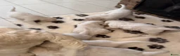 Golden Retriever dogs for sale: Stunning Goldens-Parents are School Wellbeing dogs - Advert 13