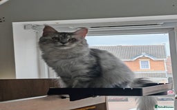 Maine Coon cats for sale: Shaded and Shell Maine Coon kittens - Image 9