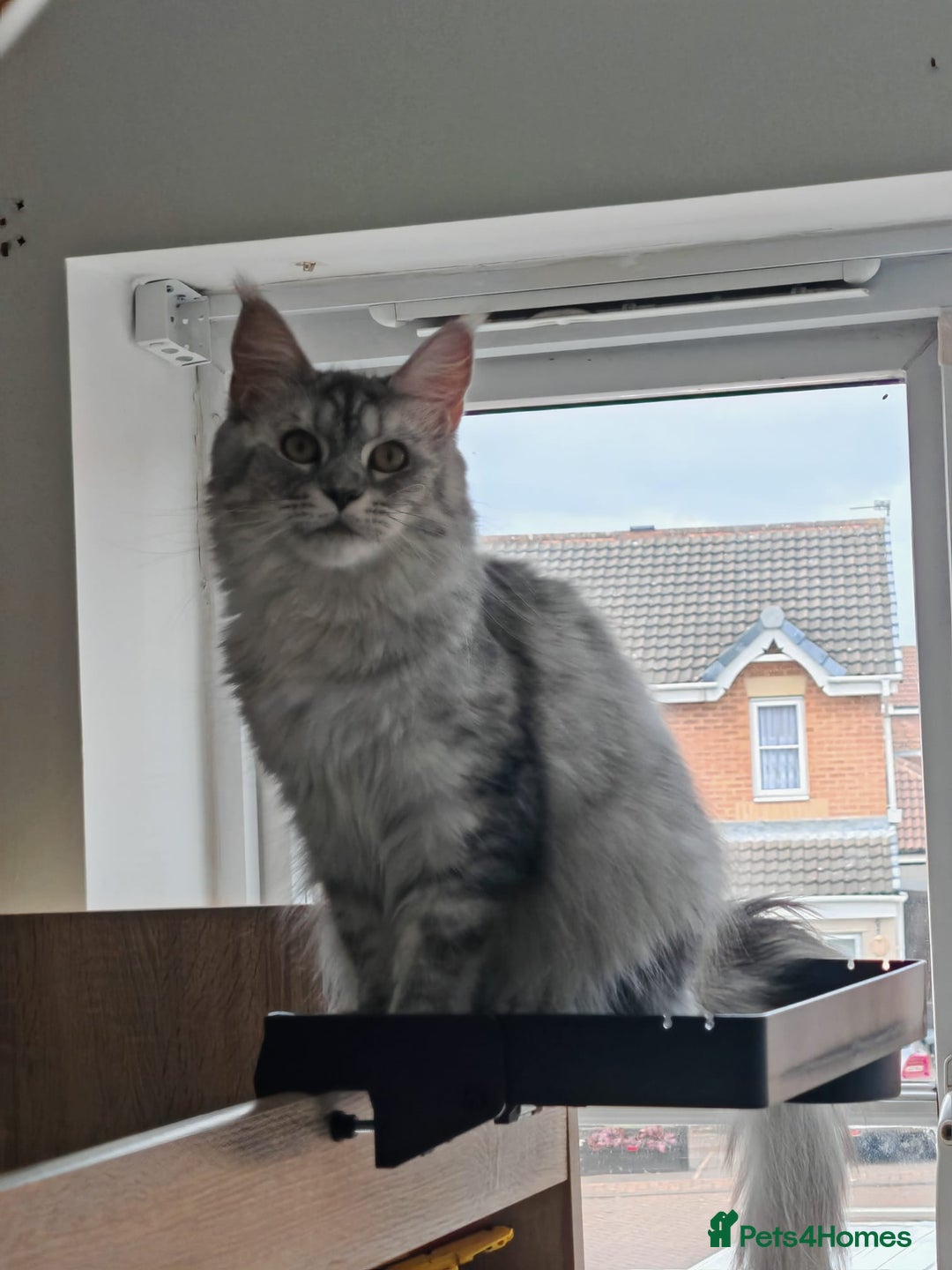 Maine Coon cats for sale: Shaded and Shell Maine Coon kittens - Image 9