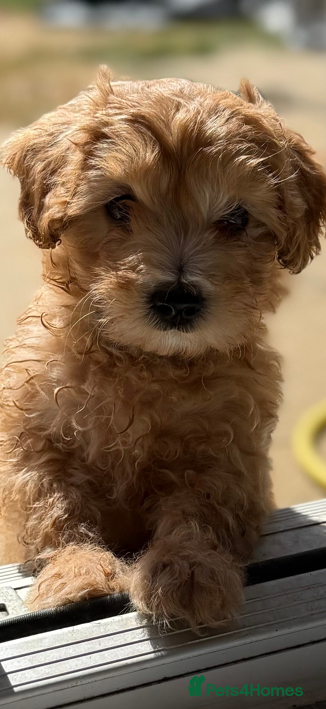 Maltipoo dogs Maltipoo puppies - Advert 6