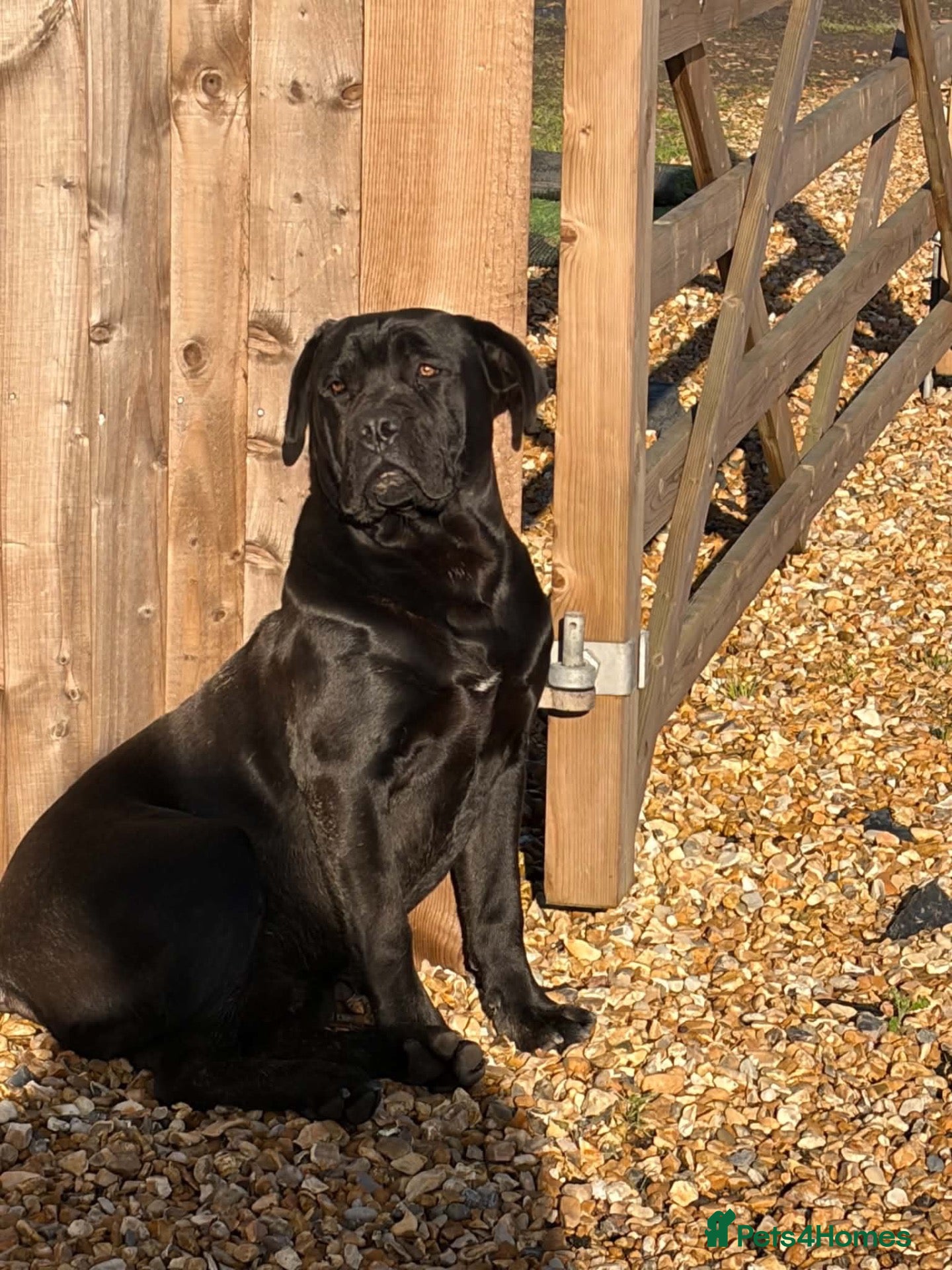 Cane Corso dogs For stud  - Advert 7