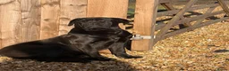 Cane Corso dogs for stud: For stud  - Advert 1