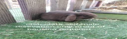 Mini Lop rabbits for sale: READ THE ADD ,Vaccinated tiny bucks READY NOW - Advert 11
