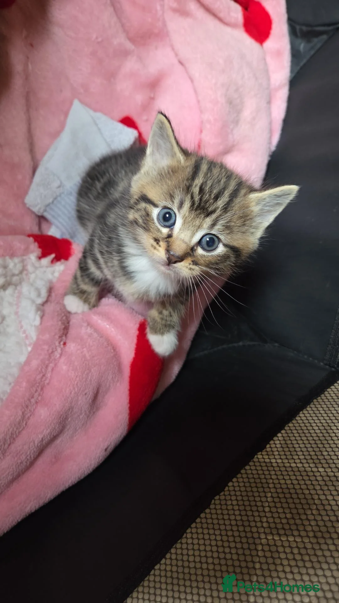 Mixed Breed cats for sale: Mixed fluffy kittens  - Advert 9