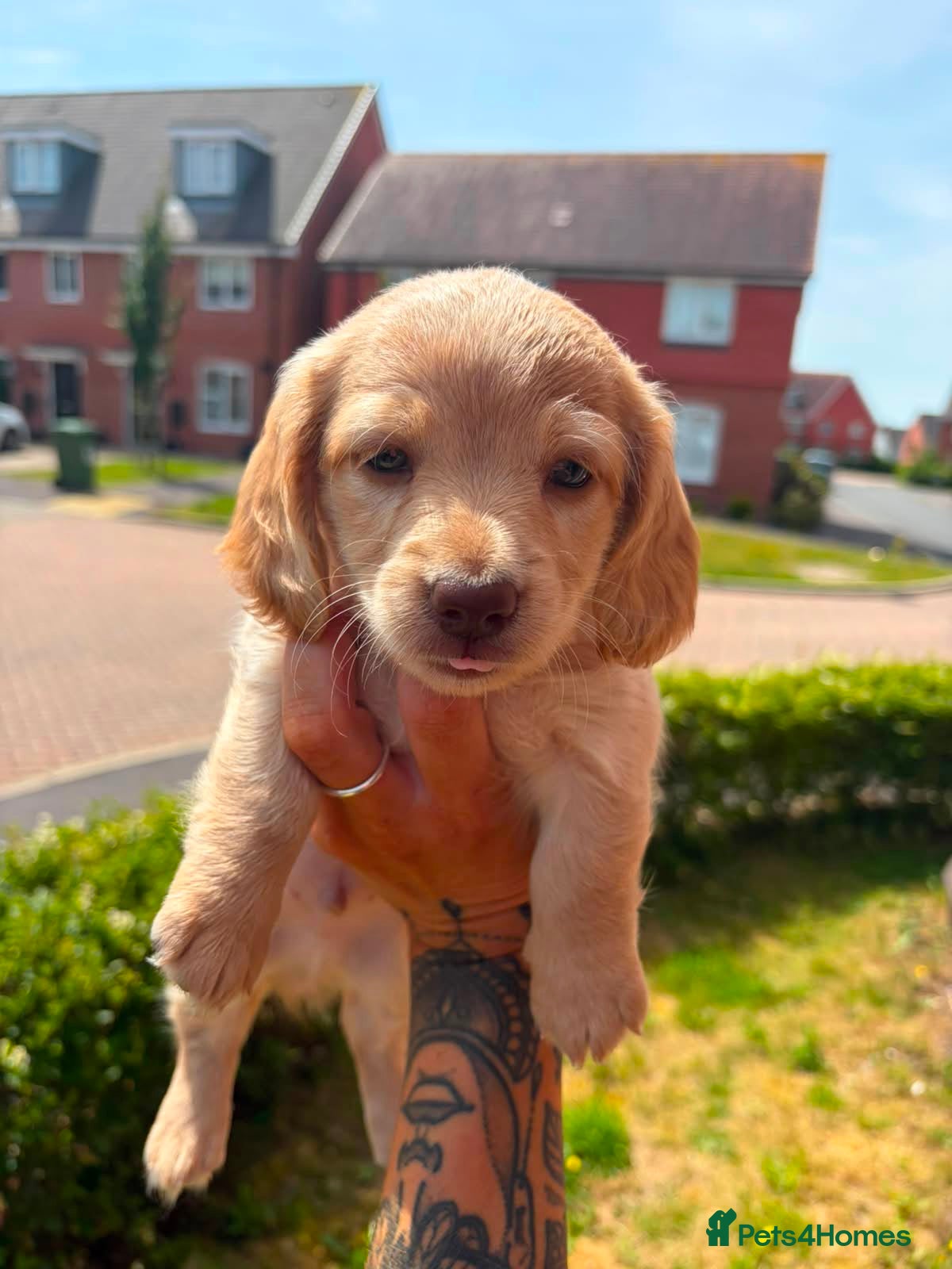 Miniature Dachshund dogs Stunning long hair Kennel club registered 🐾 - Advert 12