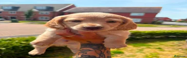 Cream male 