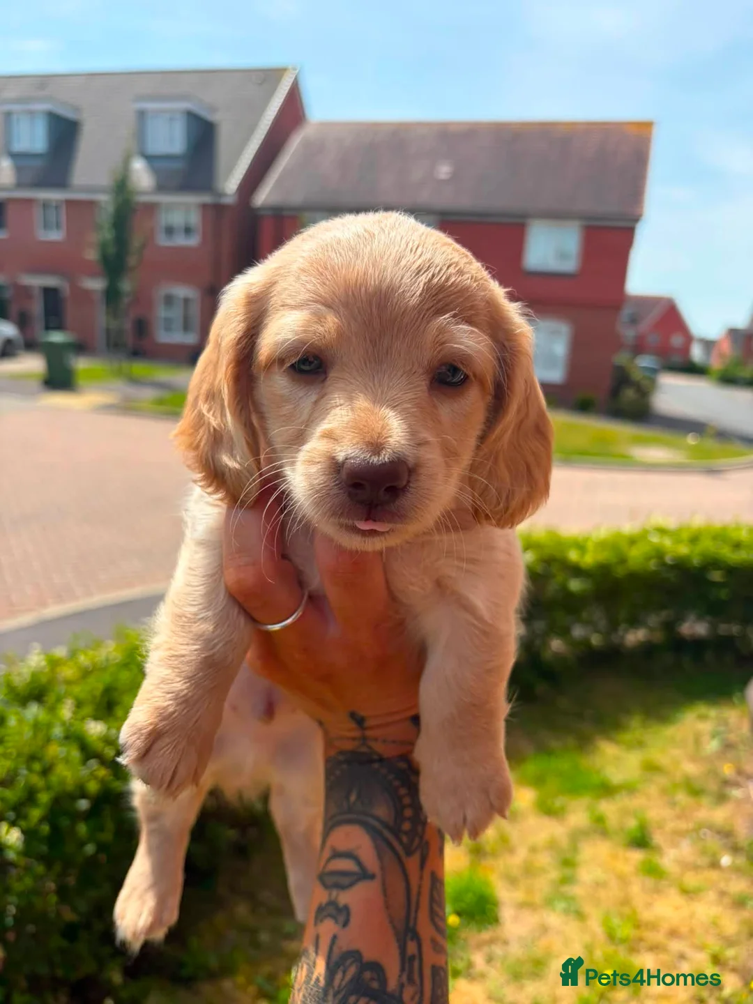 Miniature Dachshund dogs for sale: Stunning long hair Kennel club registered 🐾 - Advert 1
