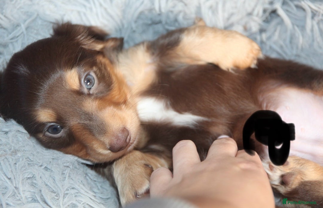 Miniature Dachshund dogs for sale: Top quality long haired miniature dachshunds - Image 2