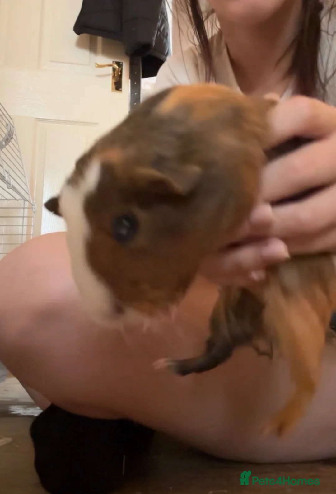 Guinea Pig rodents for sale: 2 Male baby Guinea pigs.  in Washington - Advert 2