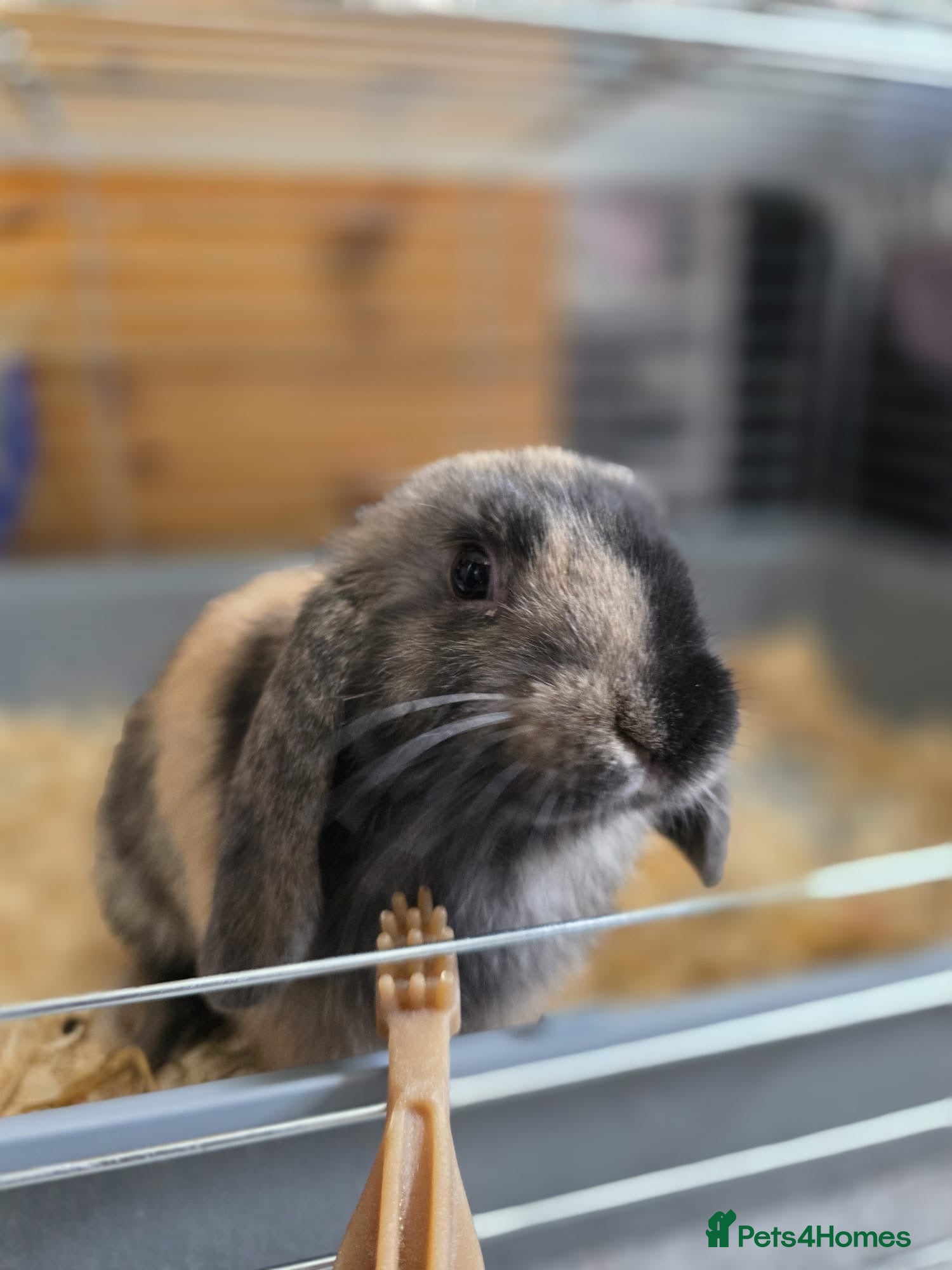Mini Lion Lop rabbits 12 week old male rabbit  - Advert 1