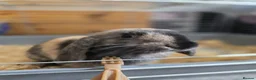 Mini Lion Lop rabbits for sale: 12 week old male rabbit  - Advert 1