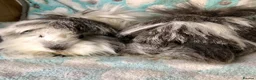 Guinea Pig rodents for sale: Baby Peruvian Sisters  - Advert 2
