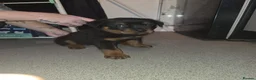 Rottweiler dogs for sale: Purebred Rottweiler Puppies ready to leave  - Advert 22