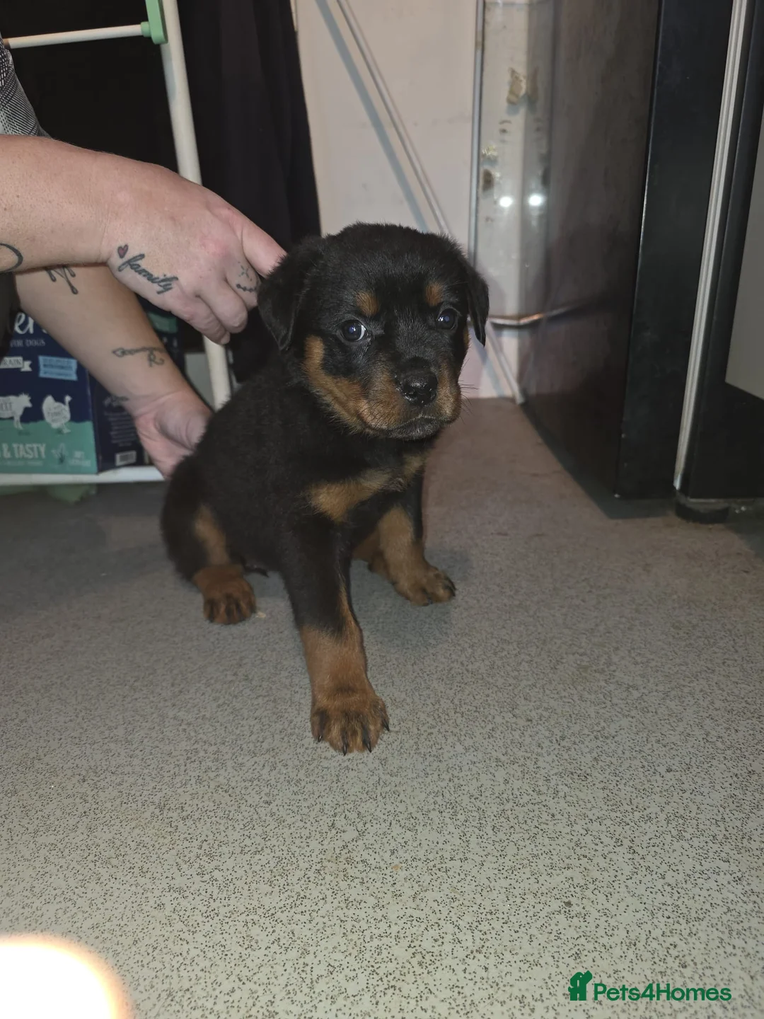 Rottweiler dogs for sale: Purebred Rottweiler Puppies ready to leave  - Advert 22