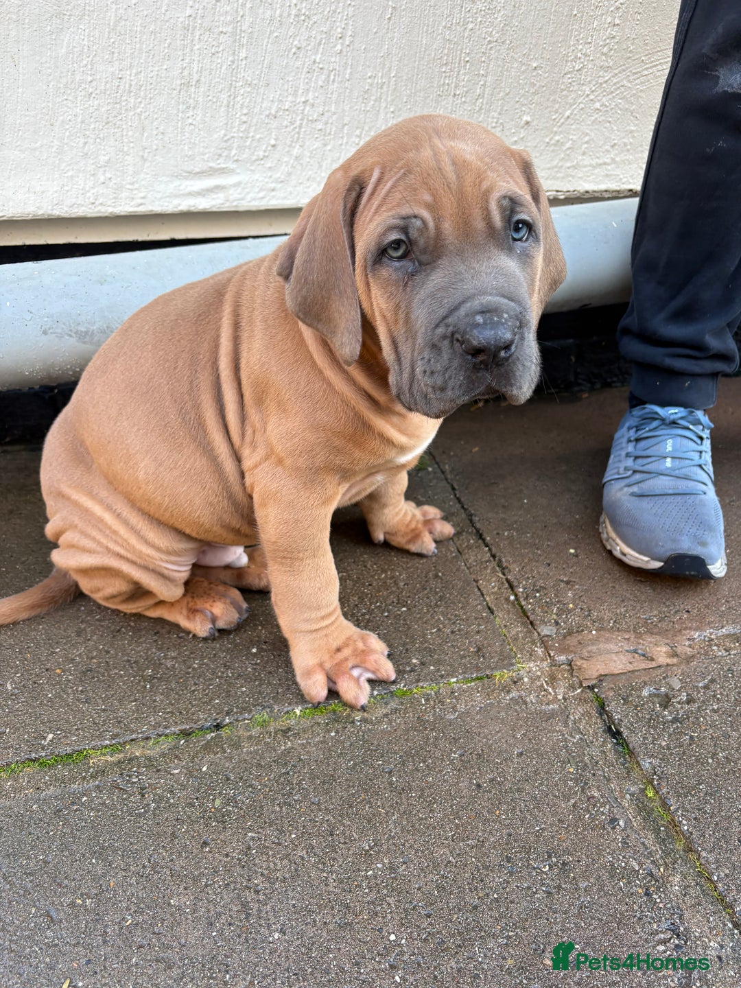 Boerboel dogs for sale: QUALITY NABBR REGISTERED PUPS!  - Advert 29