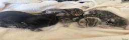 Mixed Breed cats for sale: 6x Scottish Fold/Main Coon/Bengal Kittens  - Advert 4