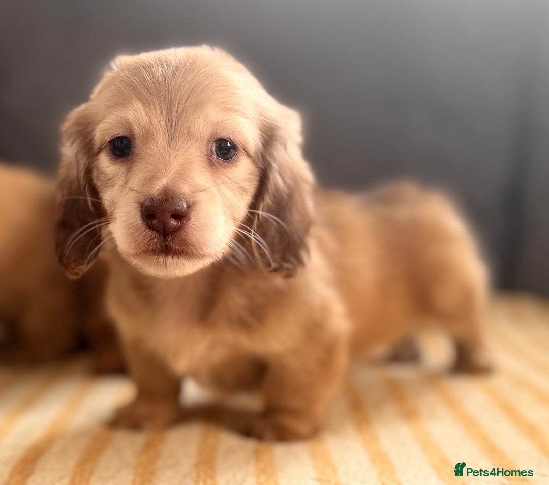 Miniature Dachshund dogs for sale: Beautiful cream long hair miniature dachshunds  - Image 2