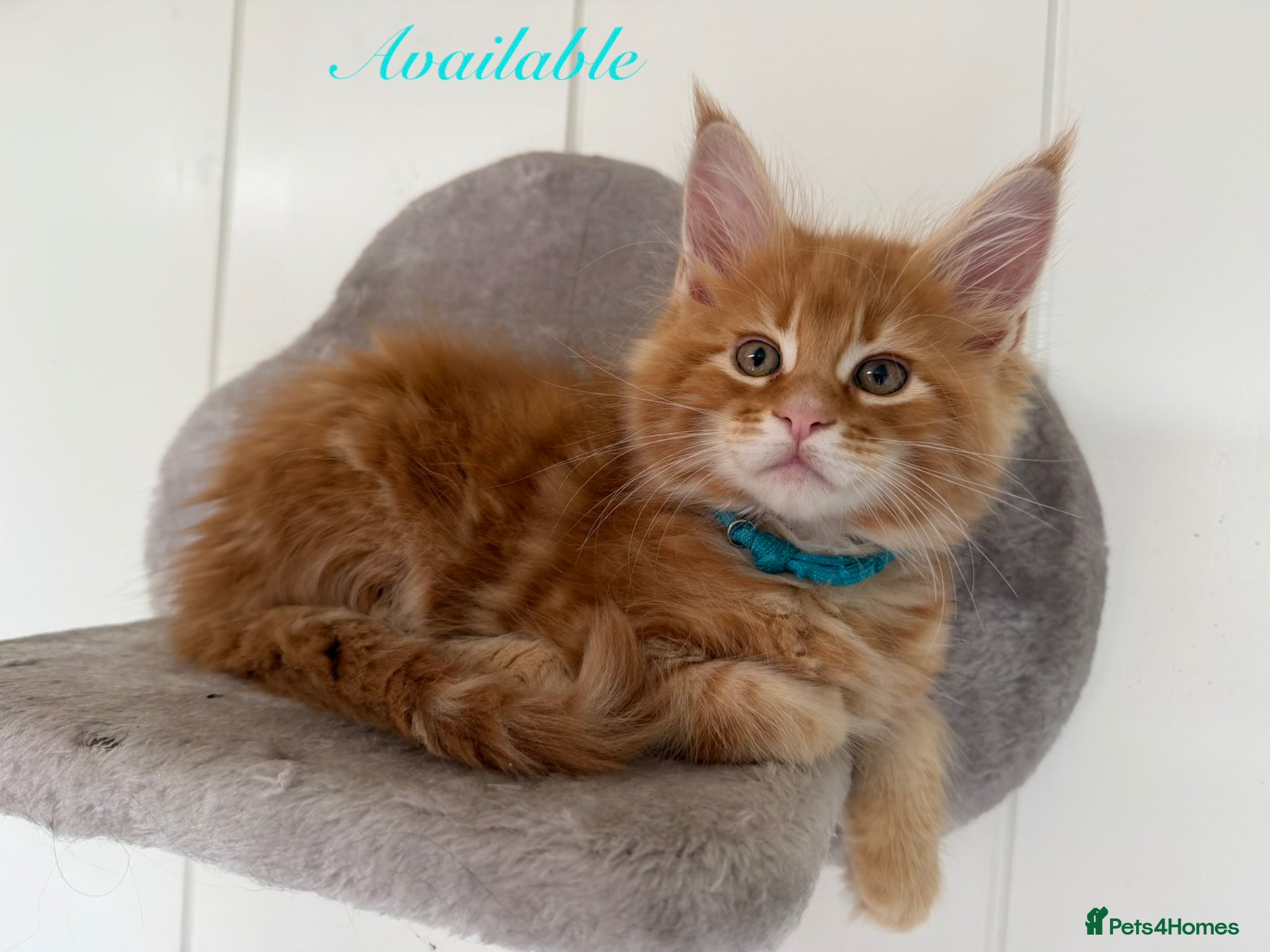 Maine Coon cats First kittens of GCCF Maine coon Champ for sale  - Advert 1